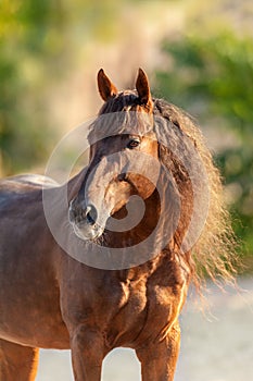 Horse with long mane