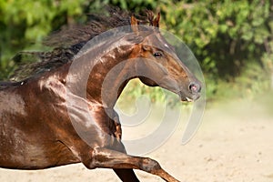 Horse with long mane