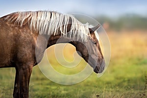 Horse with long mane