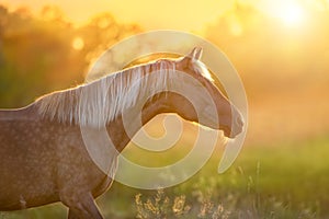 Horse with long mane