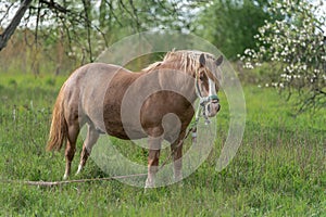 Horse with long mane is eating grass in the field. Rural area in Lithuania
