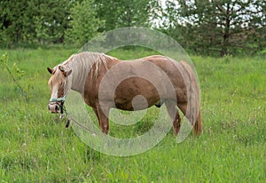 Horse with long mane is eating grass in the field. Rural area in Lithuania