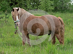 Horse with long mane is eating grass in the field. Rural area in Lithuania