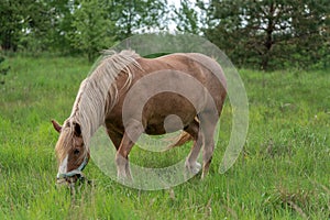 Horse with long mane is eating grass in the field. Rural area in Lithuania