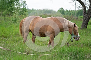 Horse with long mane is eating grass in the field. Rural area in Lithuania