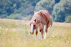 Horse with a long mane grazing on a spring meadow