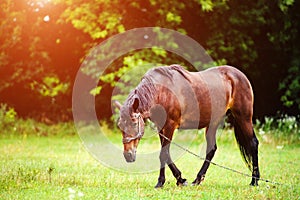 horse with long mane on pasture