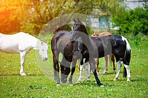 horse with long mane on pasture against beautiful blue sky