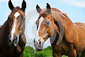 horse with long mane on pasture against beautiful blue sky