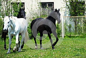 horse with long mane on pasture against beautiful blue sky