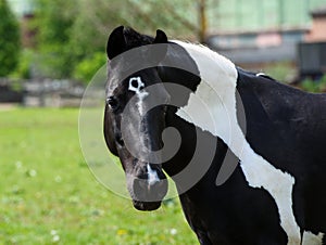 horse with long mane on pasture against beautiful blue sky