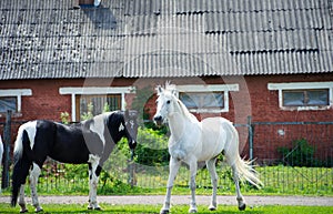 horse with long mane on pasture against beautiful blue sky