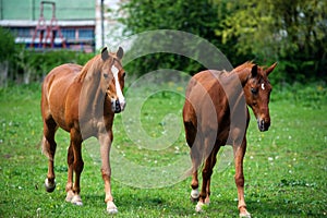 horse with long mane on pasture against beautiful blue sky