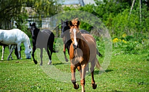 horse with long mane on pasture against beautiful blue sky