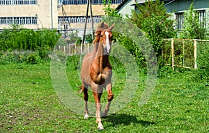 horse with long mane on pasture against beautiful blue sky