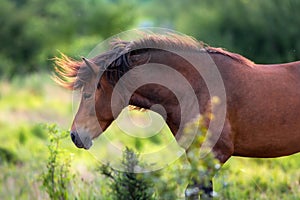 Horse with long mane portrait