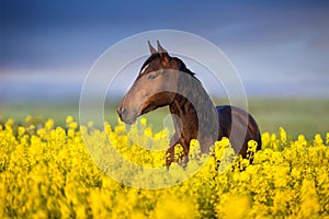 Horse with long mane on rape field