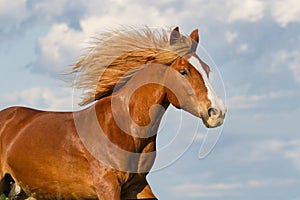 Horse with long mane run