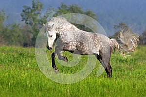 Horse with long mane run