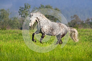 Horse with long mane run