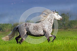 Horse with long mane run