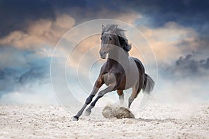 Horse with long mane run  in desert