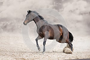Horse with long mane run  in desert dust