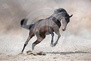 Horse with long mane run  in desert dust