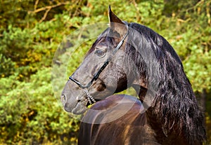 horse with long mane are standing on background of yellow autumn forest