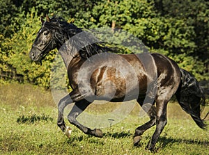 horse with long mane are standing on background of yellow autumn forest
