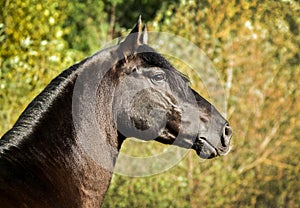 Horse with long mane are standing on background of yellow autumn forest