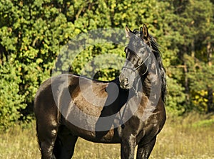 Horse with long mane are standing on background of yellow autumn forest