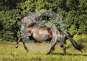 Horse with long mane are standing on background of yellow autumn forest