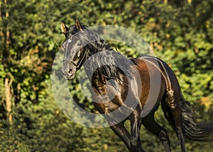 horse with long mane are standing on background of yellow autumn forest