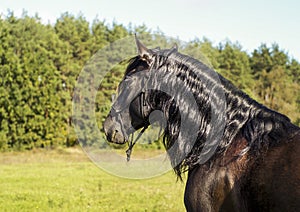 horse with long mane are standing on background of yellow autumn forest