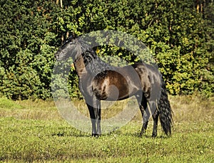 Horse with long mane are standing on background of yellow autumn forest