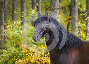 horse with long mane are standing on background of yellow autumn forest