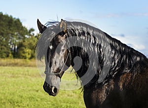 Horse with long mane are standing on background of yellow autumn forest