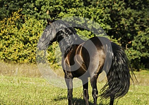 horse with long mane are standing on background of yellow autumn forest