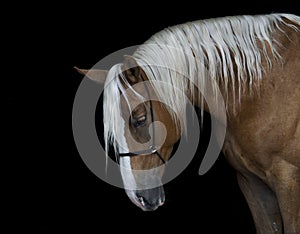 horse with a long white mane stands on a black background