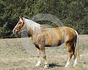 Horse with a long white mane stands on the field