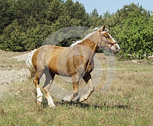 Horse with a long white mane stands on the field
