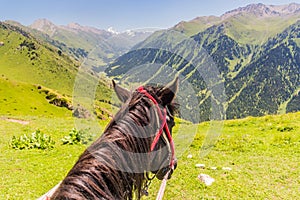 Horse looking into Ak Su valley near Karakol, Kyrgyzst