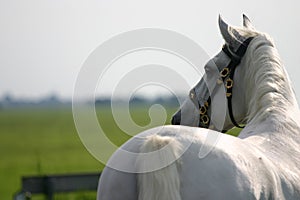 Horse looking away