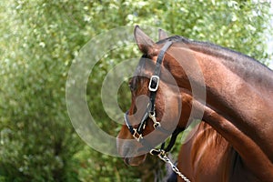 Horse looking back photo