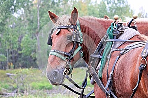 A horse looking back while harnessed up