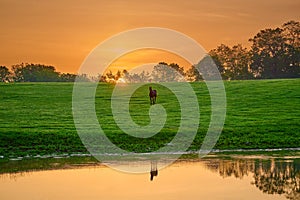 Horse looking at camera near a pond with reflexion