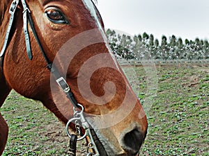 HORSE LOOKING CLOSE-UP TO THE CAMERA