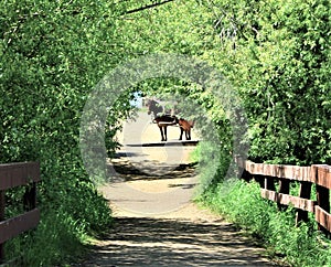 Horse looking down road pathway amongst trees