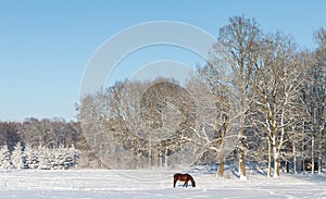 Horse looking for gras on a snow field in front of a forest